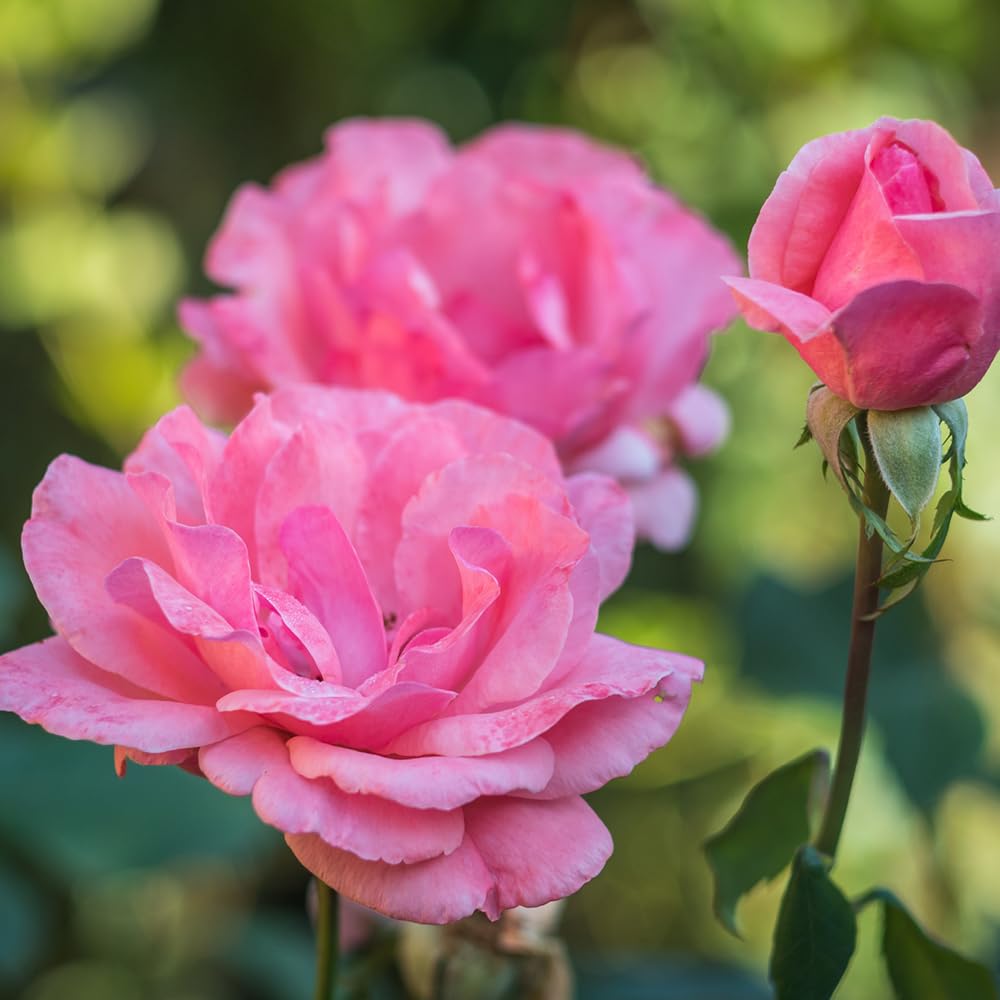 rose queen flower seeds