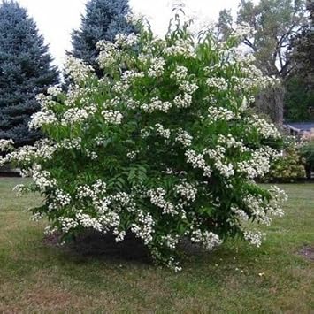 white sevenson flower seeds