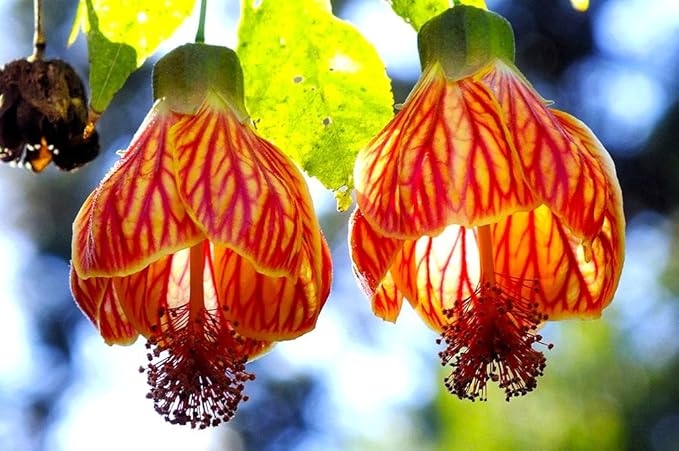 abutilon abutilon flower seeds