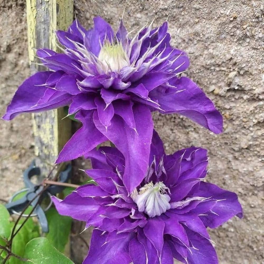 Clematis Flower Seeds Blue for Planting, 100 pcs