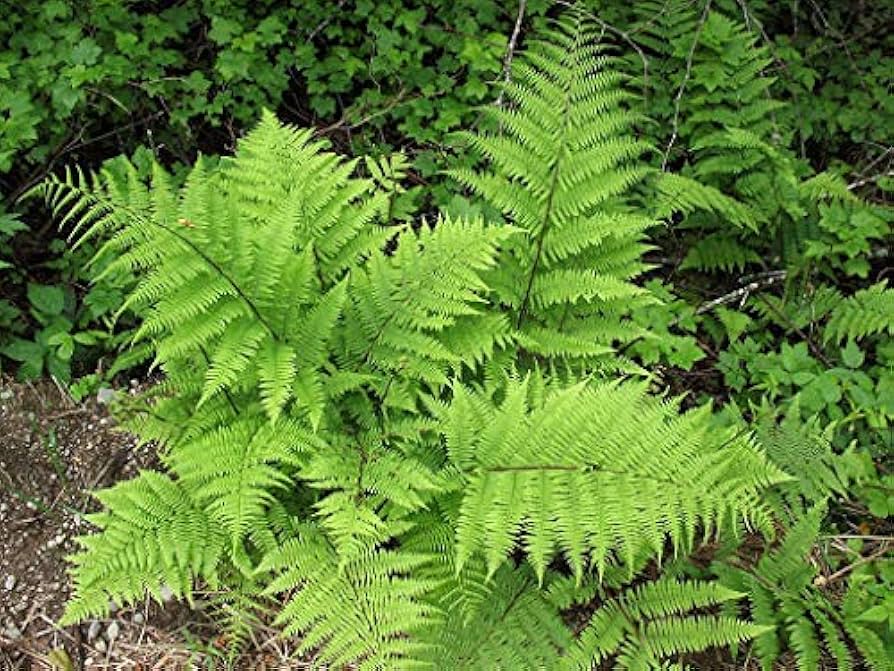 Light Green Fern Plant Seeds for Planting - 100 pcs