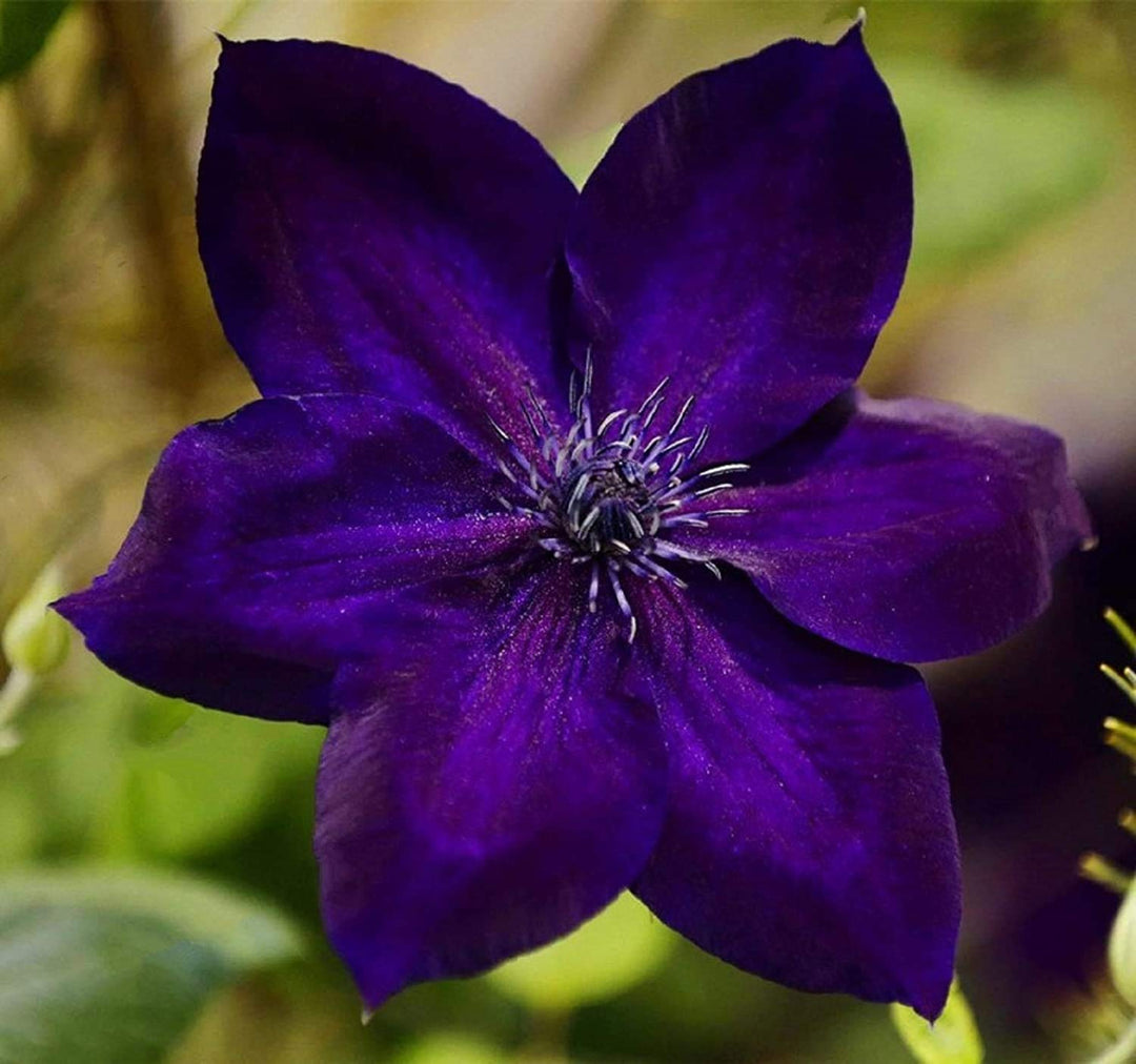 sweet clematis flower seeds