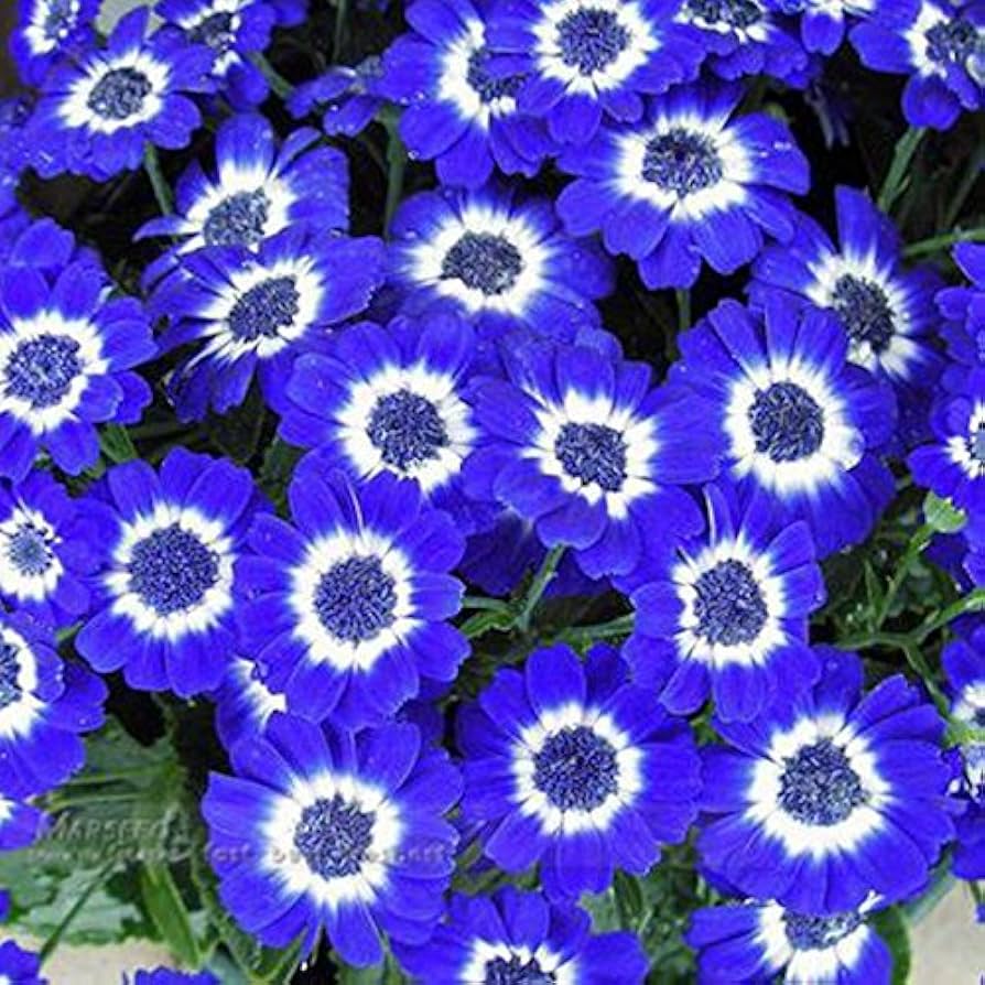 blue daisy flower seeds