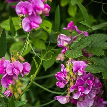 sweet peas flower seeds