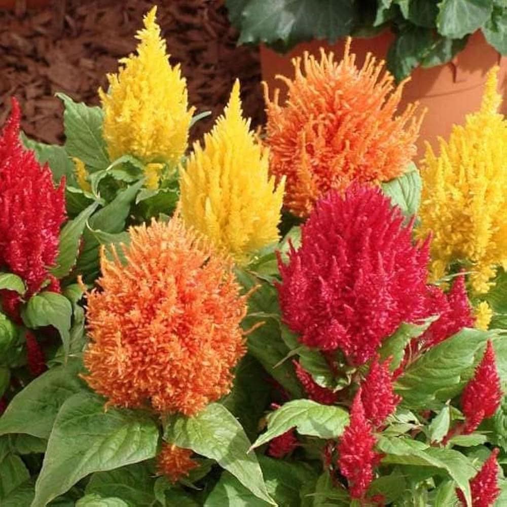 orange celosia flower seeds