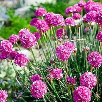 armeria maritima flower seeds