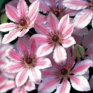 mixed nelly flower seeds