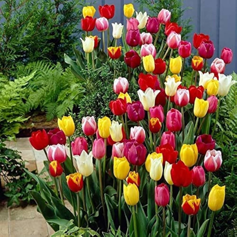 tulip bonsai flower seeds