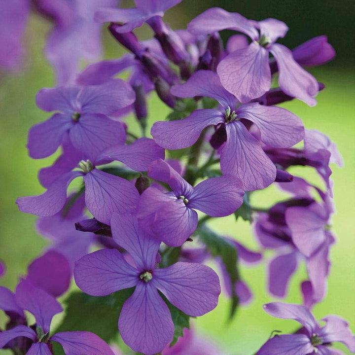 Lunaria Annua Blomsterfrø til udplantning, 100 stk