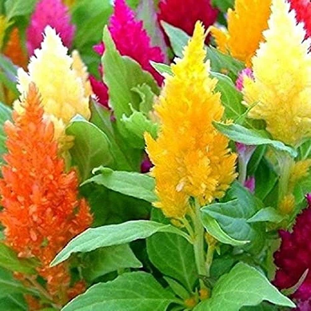 celosia flower flower seeds