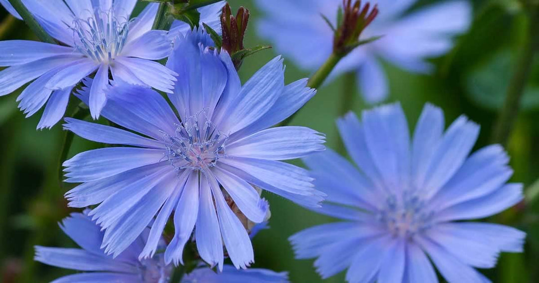 Flower Seeds, Seeds for Planting, Plant Seeds