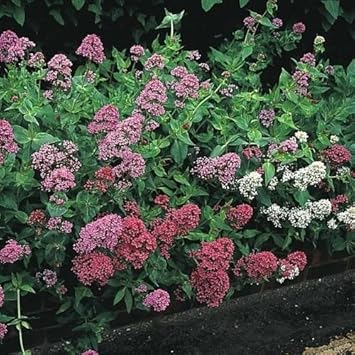 Flower Seeds, Seeds for Planting, Plant Seeds