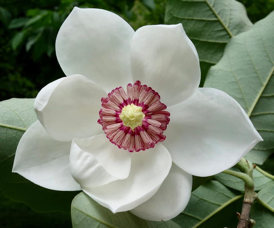 white yulan flower seeds