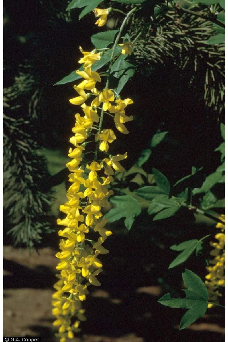 Gule Anagyroides blomsterfrø til udplantning, 100 stk