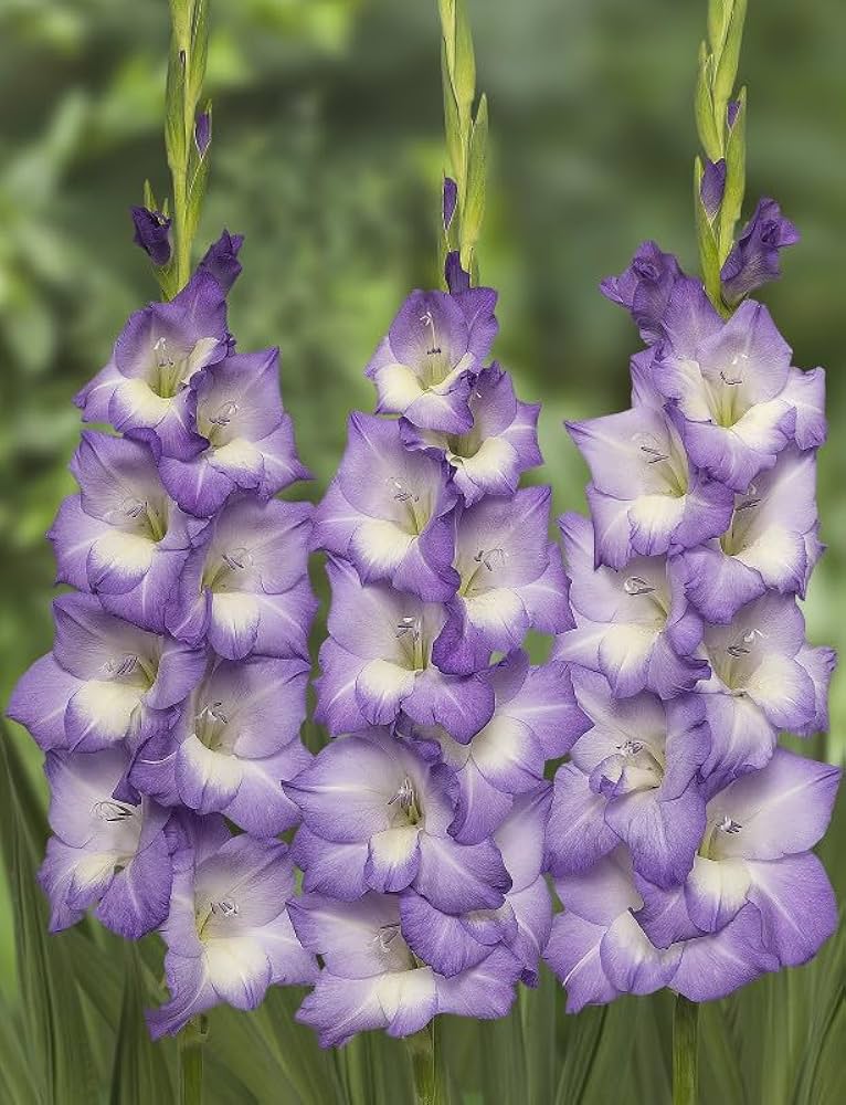 Gladiolus Blomsterfrø til udplantning - Violet 100 stk