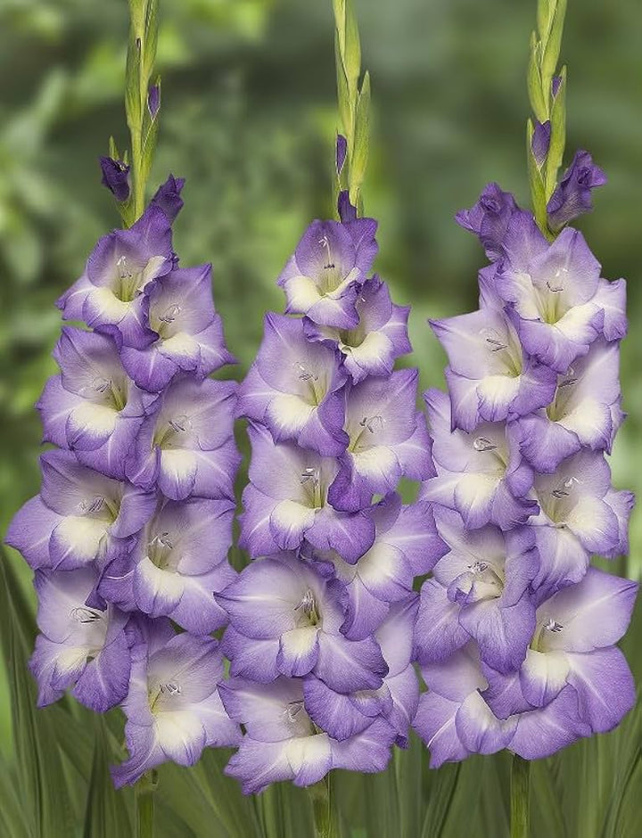 Gladiolus Flower Seeds for Planting - Violet 100 pcs