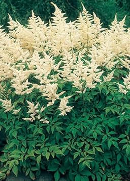 cream heirloom flower seeds