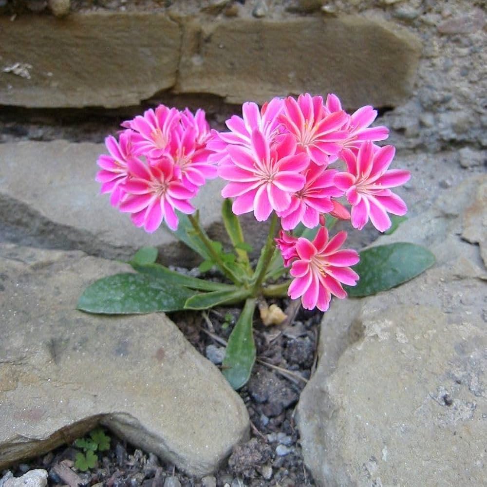 lewisia rainbow flower seeds