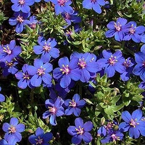 blue blue flower seeds