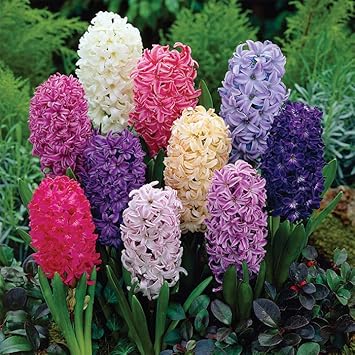 hyacinthus orientalis flower seeds