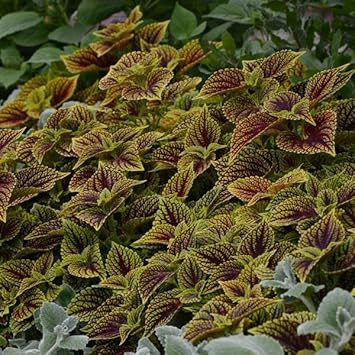 green heirloom flower seeds