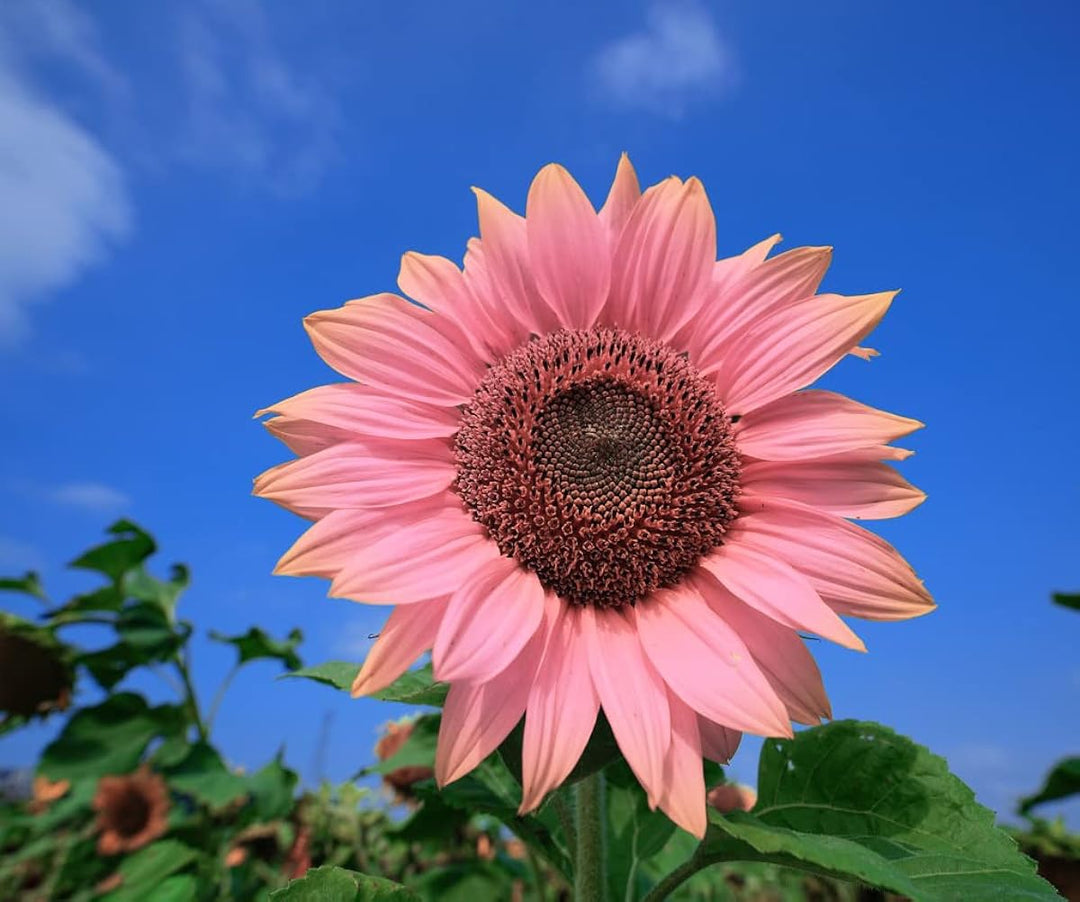 Baby Pink Sunflower Flower Seeds for Unique Gardens - 100 pcs