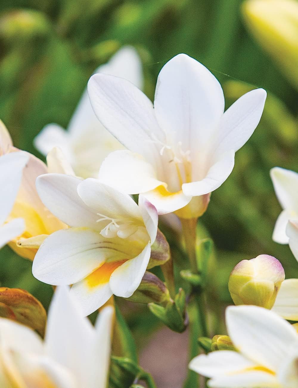 cream heirloom flower seeds