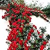 red climbing flower seeds