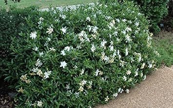Flower Seeds, Seeds for Planting, Plant Seeds