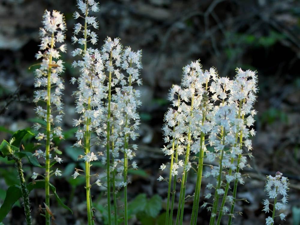 Flower Seeds, Seeds for Planting, Plant Seeds