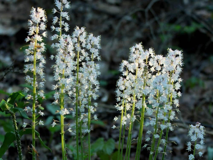 Flower Seeds, Seeds for Planting, Plant Seeds