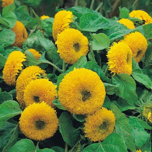 Heirloom Non-GMO Teddy Sunflower Flower Seeds for Planting – Fluffy Dwarf Garden Blooms, High Germination