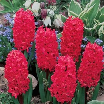 Flower Seeds, Seeds for Planting, Plant Seeds