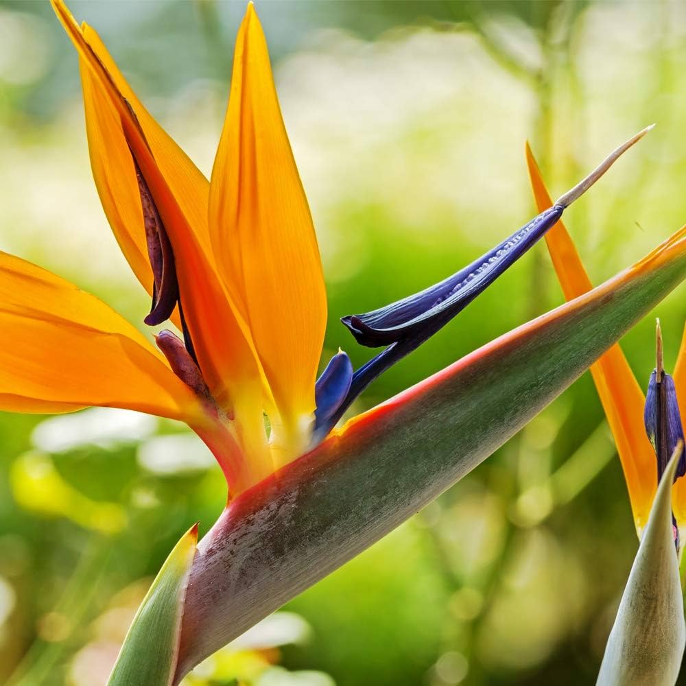 strelitzia bird flower seeds