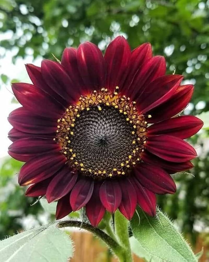 Deep Purple Sunflower Flower Seeds for Planting 100 pcs