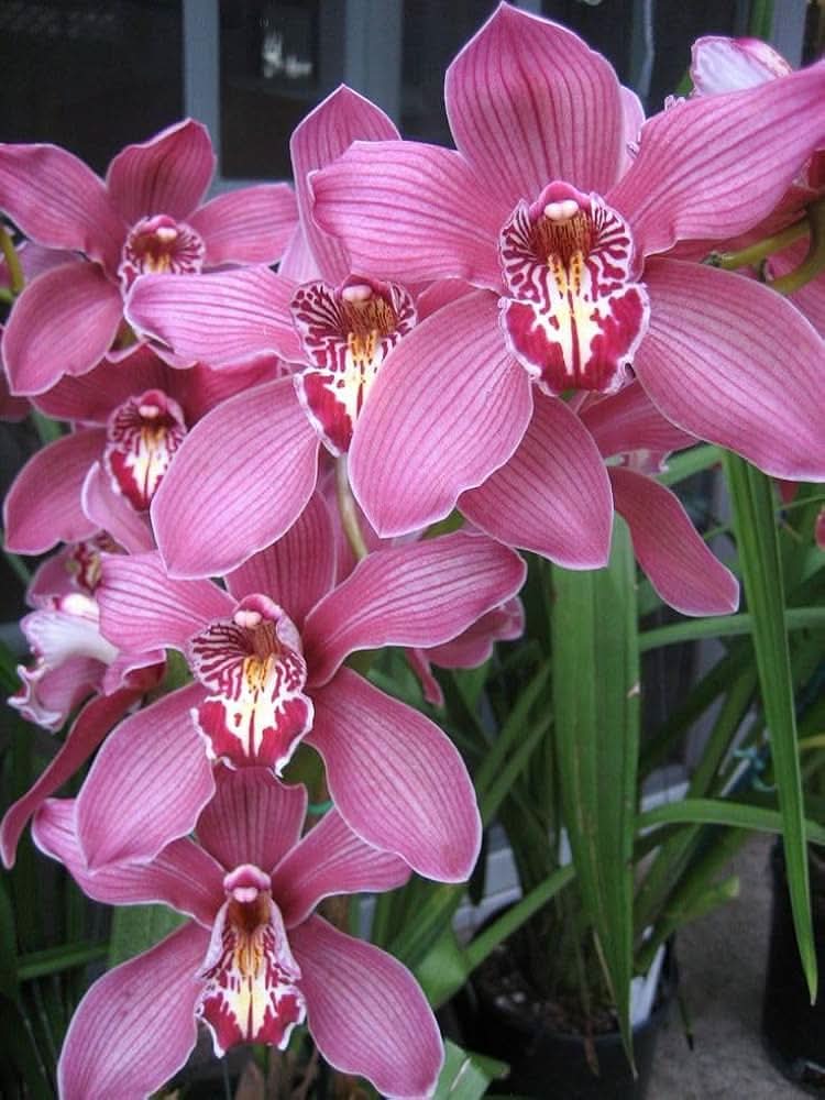 chinese cymbidium flower seeds