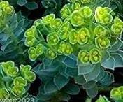 green euphorbia flower seeds