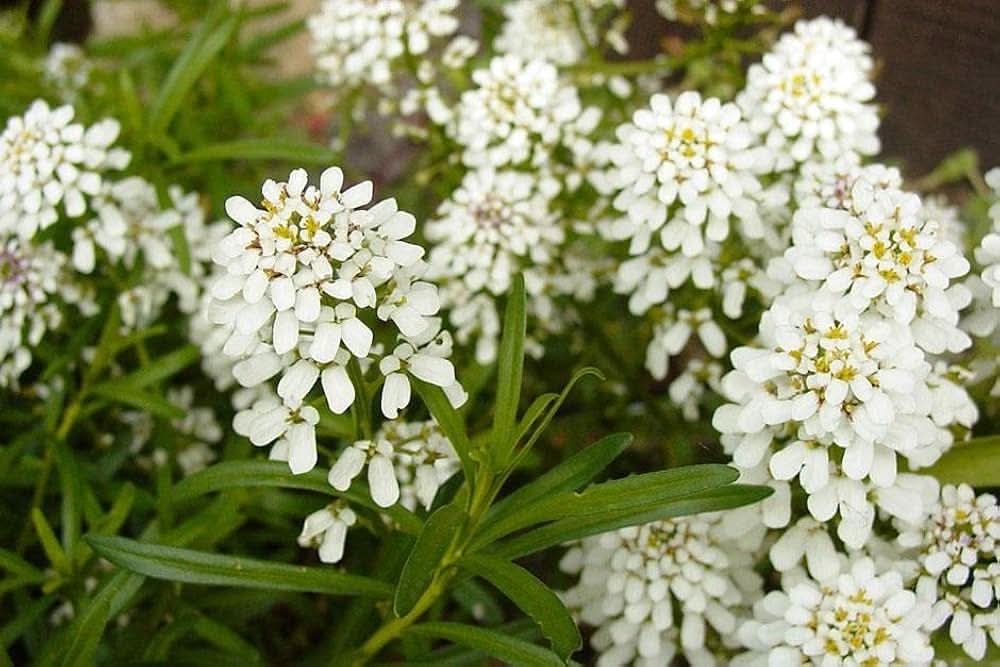 white empress flower seeds