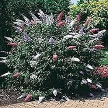 Flower Seeds, Seeds for Planting, Plant Seeds