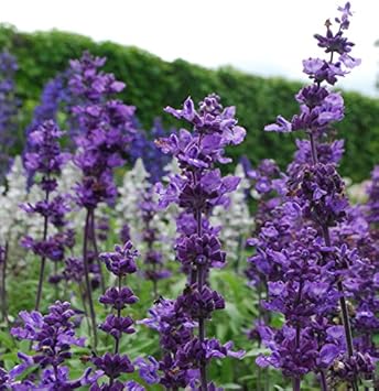 violet farinacea flower seeds