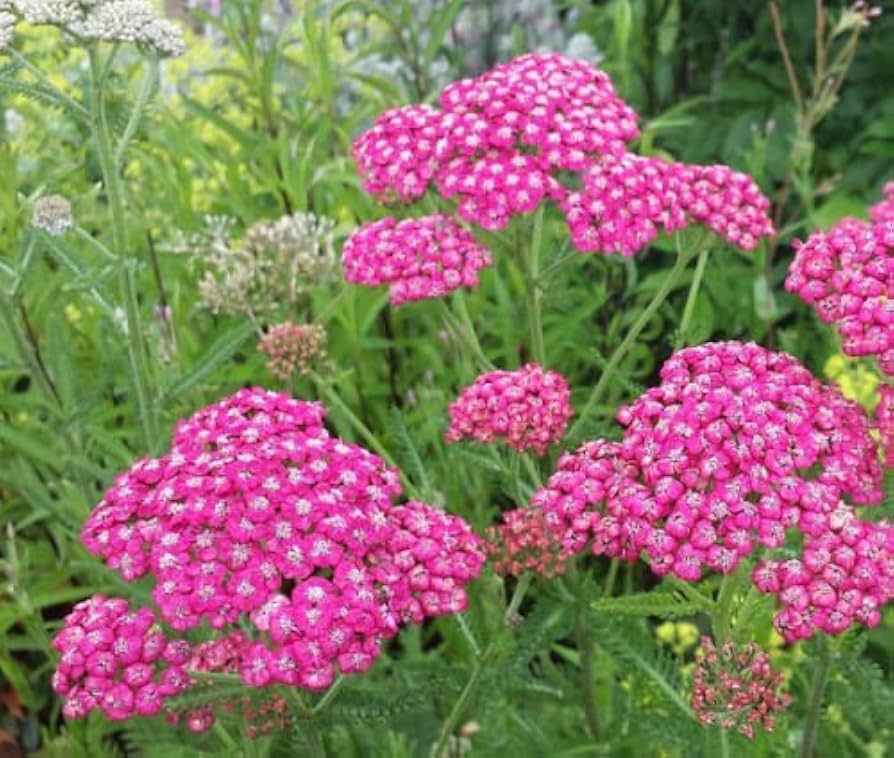 Pink Cerise blomsterfrø til plantning - 100 stk