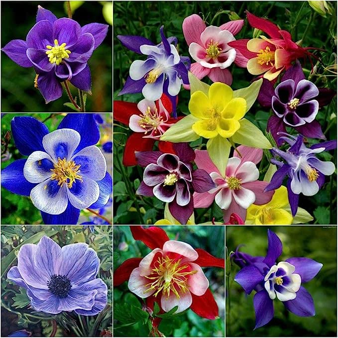 purple white flower seeds