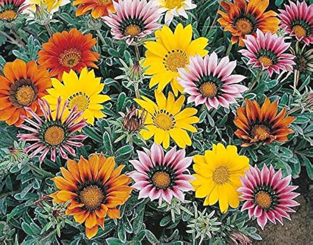 gazania gazania flower seeds