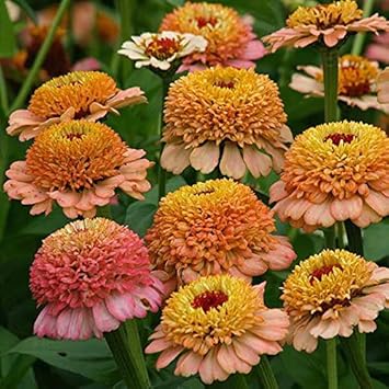 Brown Yellow Zinnia Flower Seeds for Planting