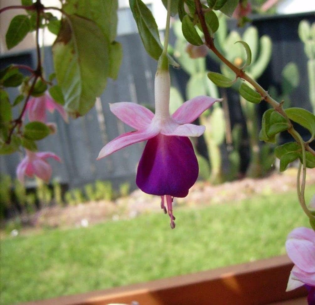 Fuchsia Flower Seeds for Planting Light Green Blue 100 pcs