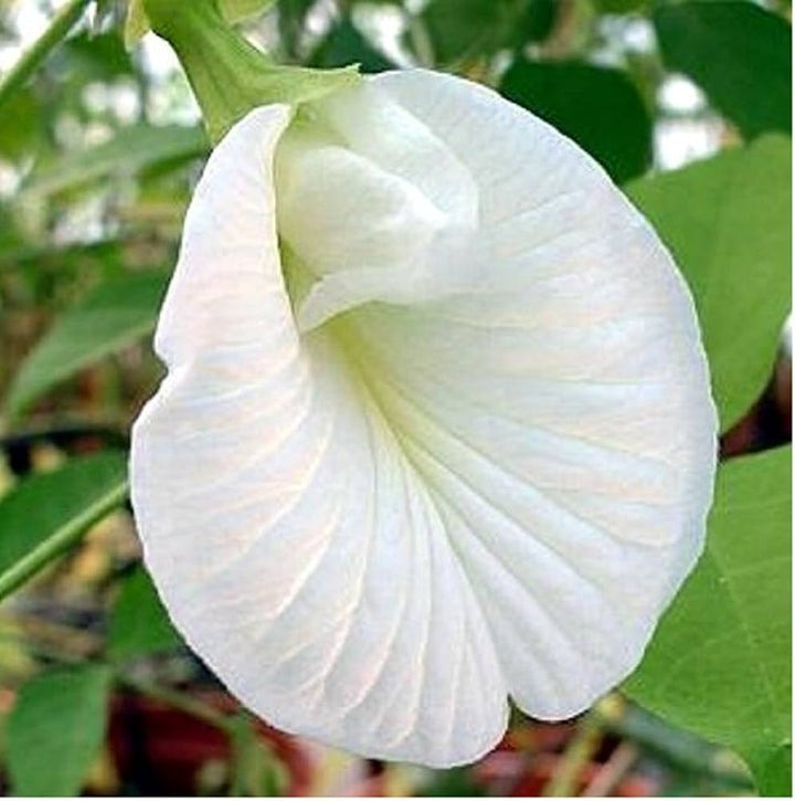 Organic Heirloom Clitoria Flower Seeds for Planting – White Blooms Non-GMO High Germination Medicinal Vines