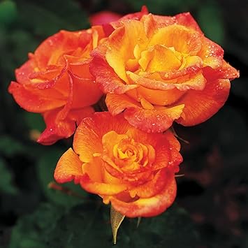yellow orange flower seeds
