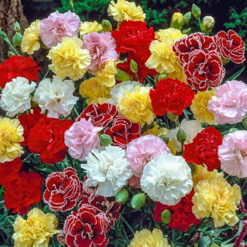 carnation dianthus flower seeds