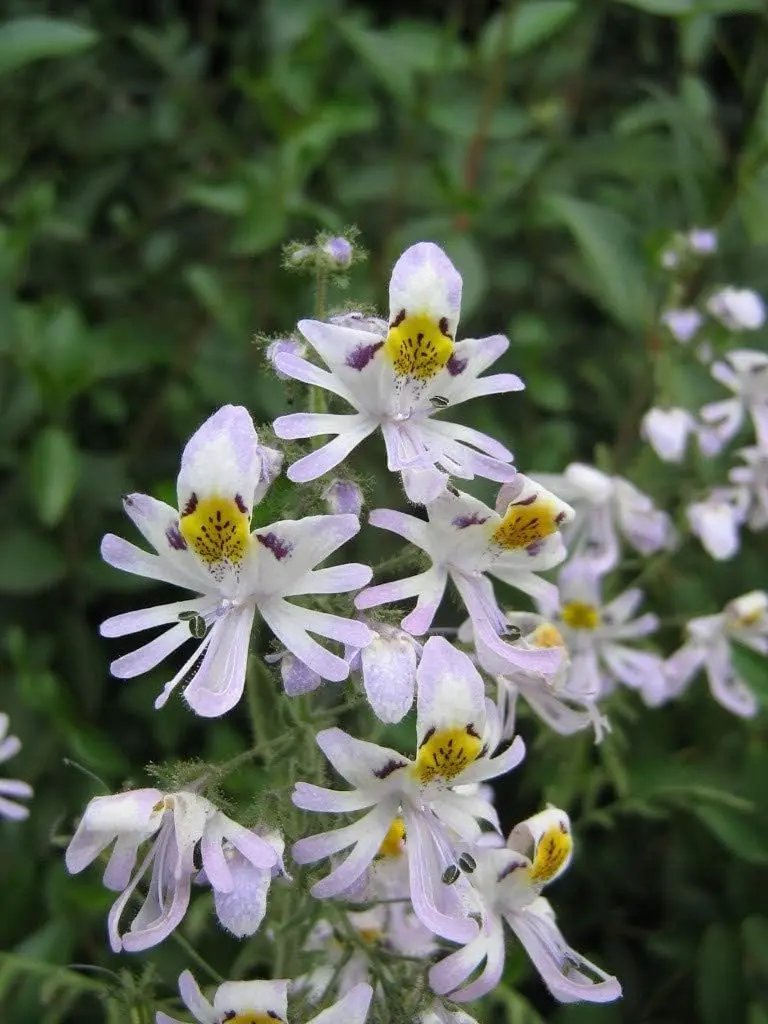 schizanthus flower flower seeds