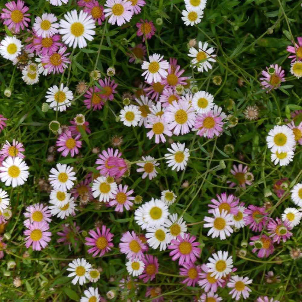 heirloom non flower seeds